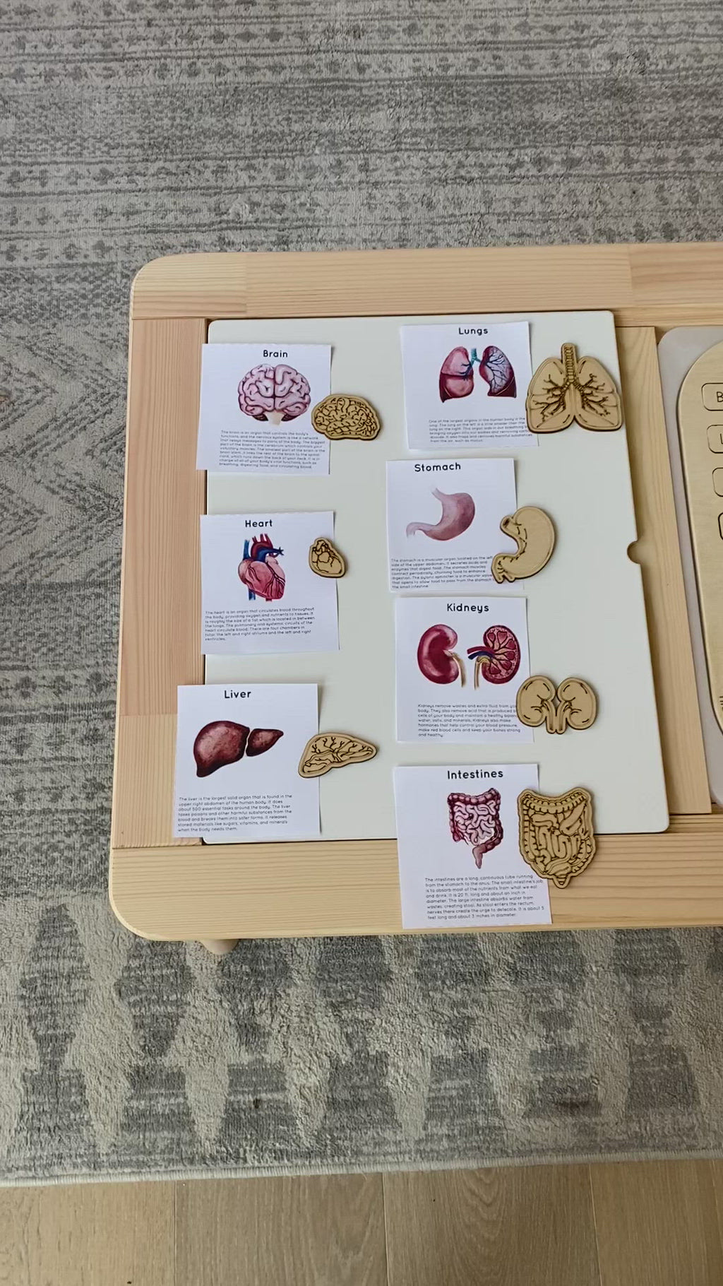 Human Organ Learning Board Video
