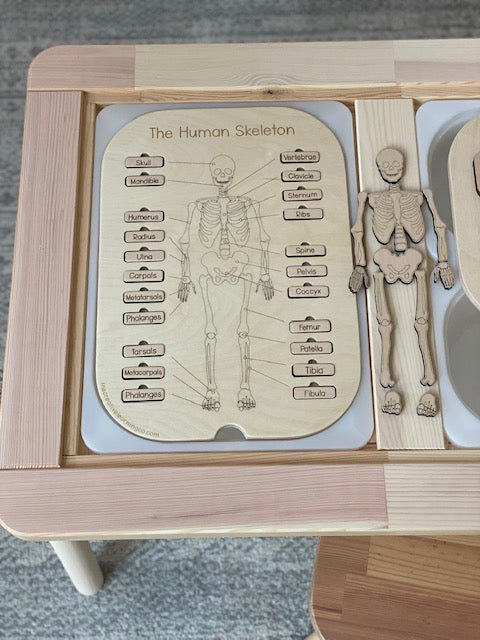 Human Skeleton Board™