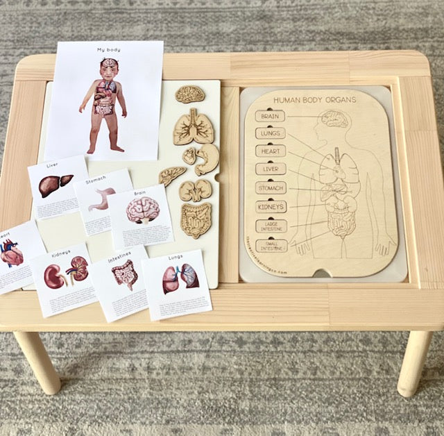Human Organ Board™