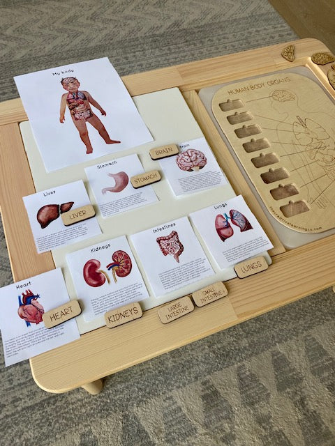 Human Organ Board™