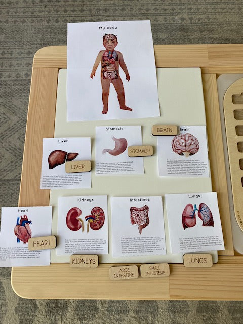 Human Organ Board™