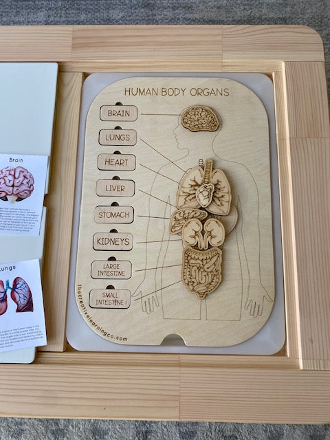 Human Organ Board™