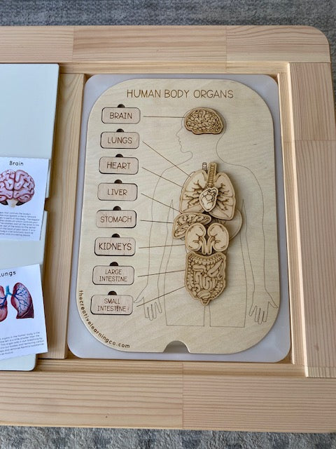 Human Organ Board™