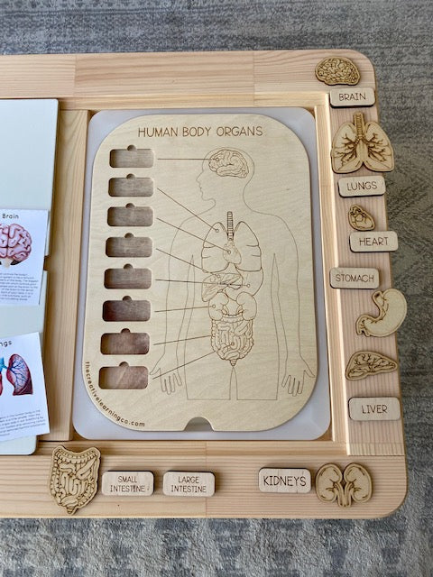 Human Organ Board™