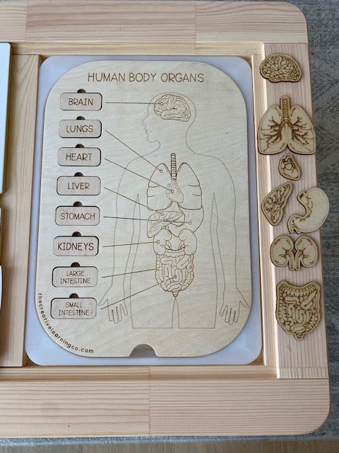 Human Organ Board™