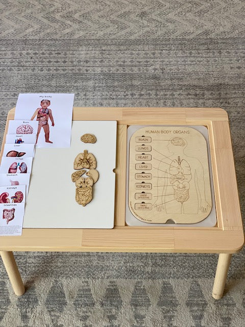 Human Organ Board™